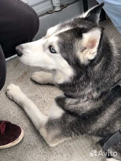 Шерсть Хаски 2 мешка