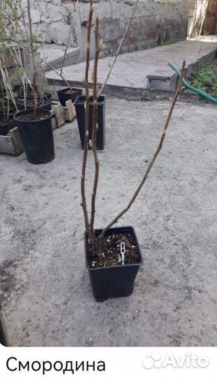Саженцы Крыжовник, смородина, слива