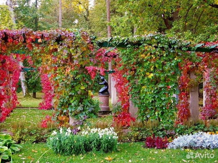 Саженцы лианы девичий виноград