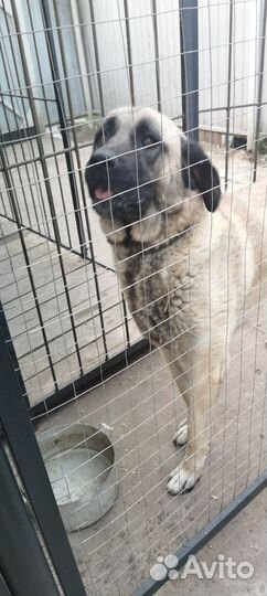 Турецкий кангал