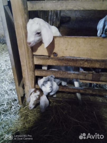 Нубийские козлята