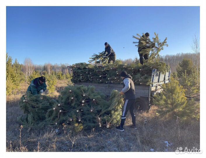 Сосна Оптом