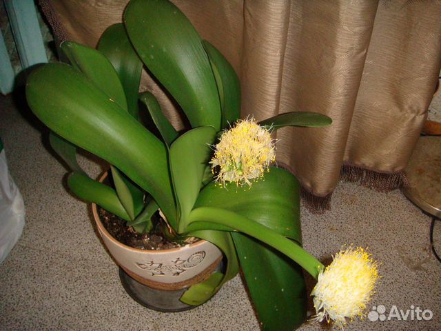 Гемантус белоцветковый