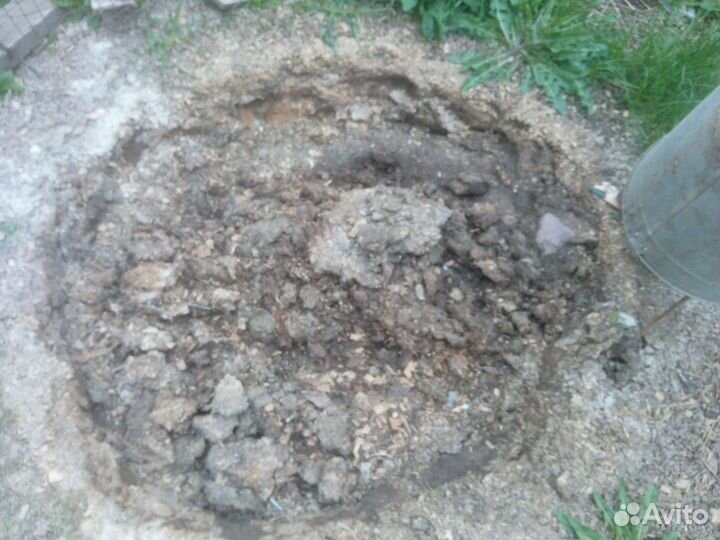 Куриный помет Бесплатно