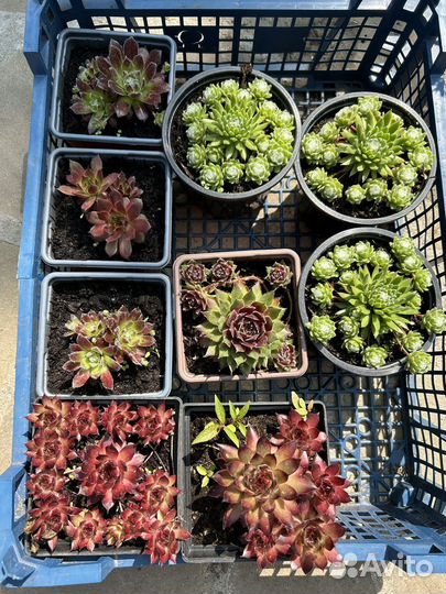 Растения для альпийской горки