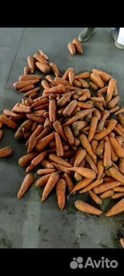 Продам морковь