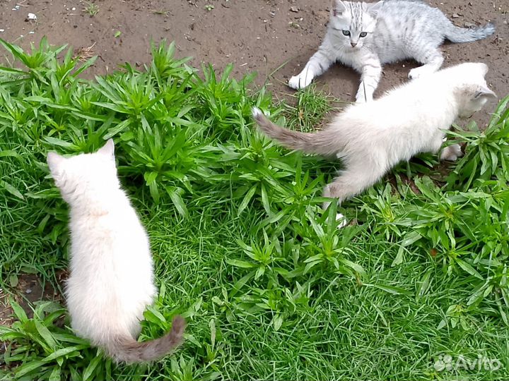 Котята в добрые руки