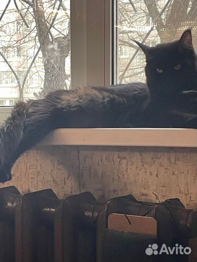 Вязка кошки мейн-кун