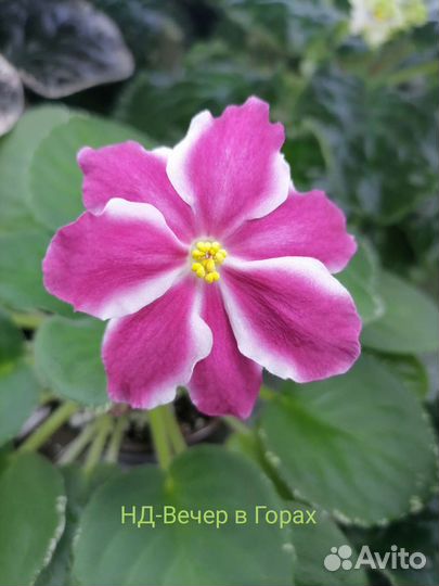 Фиалки сортовые