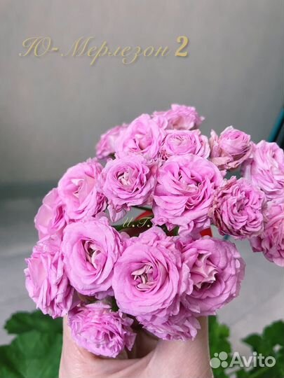 Ю-мерлезон2