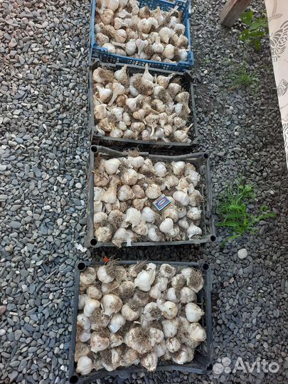 Домашний чеснок