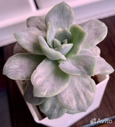 Graptoveria Harry Watson var. monstrous
