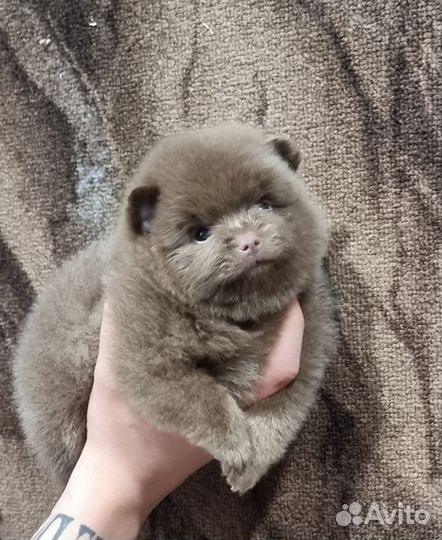 Продается лиловая девочка