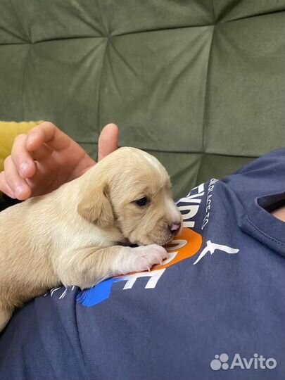 Щенки русского охотничего спаниеля