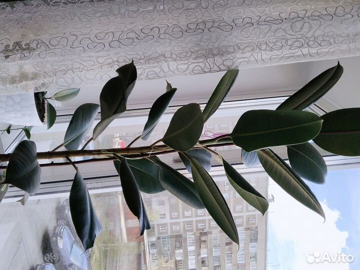 Фикус каучуконосный большой 1год