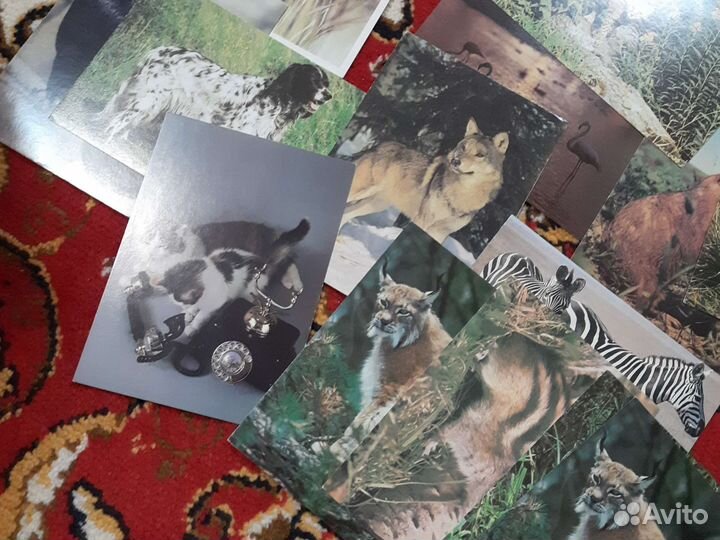 Открытки животные СССР