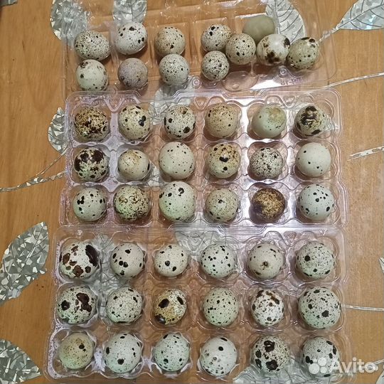 Яйца перепелиные