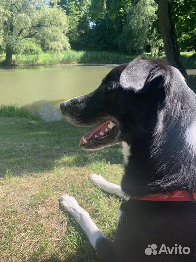 Метис борзой