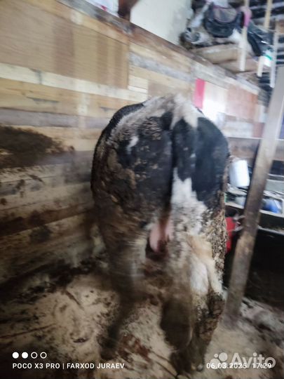 Продам бык 2.5 год