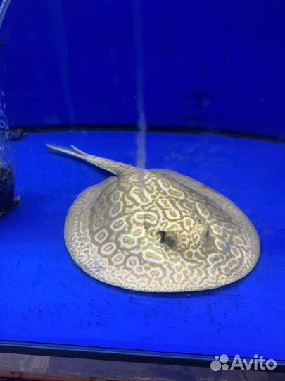 Скат Жемчужный альбинос