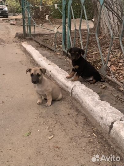 Щенки в добрые руки бесплатно