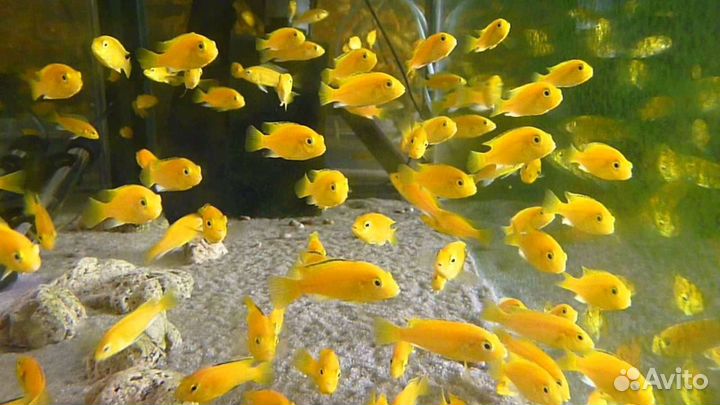 Аквариумные рыбки цихлиды еллоу от 1 см до 4 см