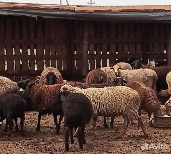 Бараны,ярки,ярки с ягнятами