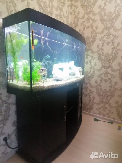 Аквариум на 250 литров