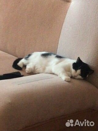 Кошка в дар бесплатно