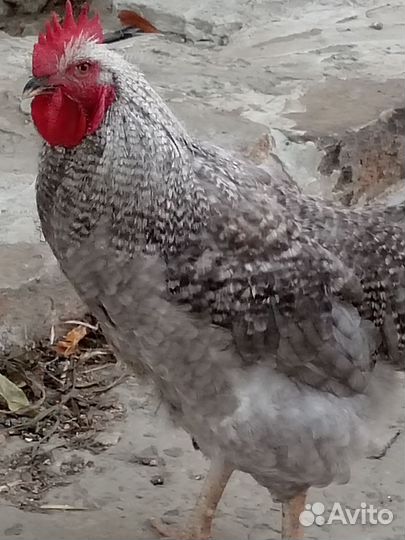 Молодые петухи