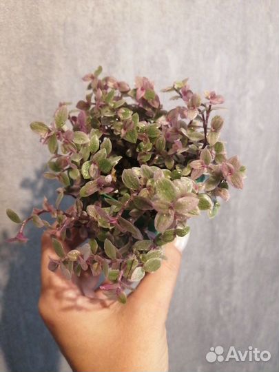 Хойя, кализия пинк леди, плюмерия, циссус