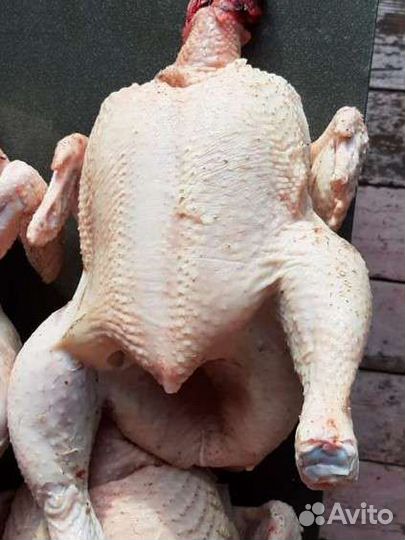 Мясо и яйцо домашней курицы