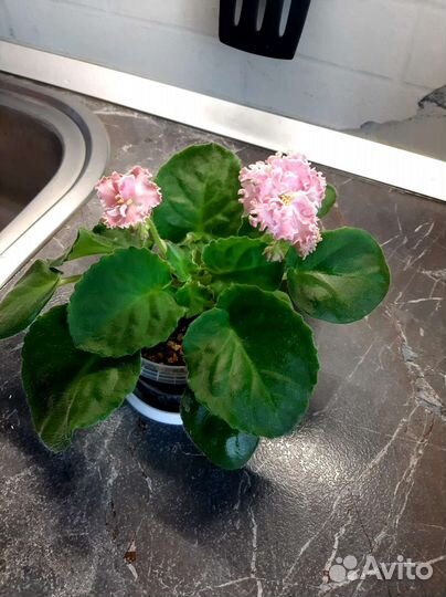 Фиалка цветущая