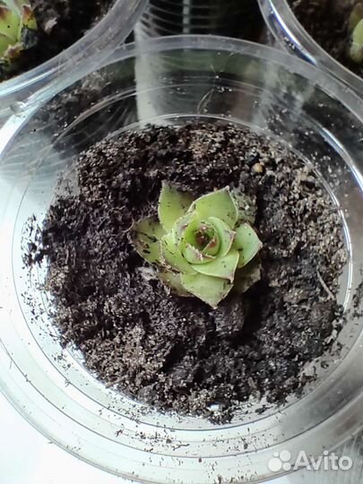 Молодило каменная роза