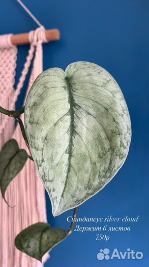 Сциндапсус silver cloud