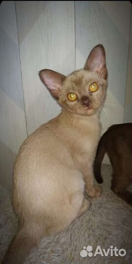 Бурманские девочки