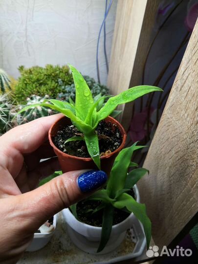 Ананас сеянцы, алоэ рауха