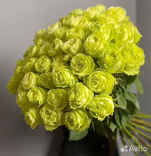 Зелёные розы. 51 роза с доставкой. Цветы доставка