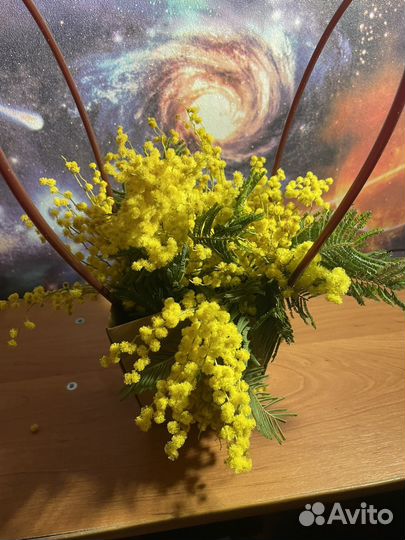 Мимоза в сумке к 8 марта