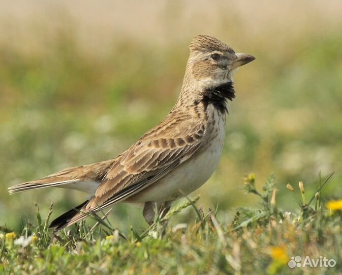 Певчие птицы