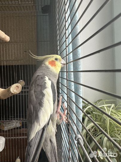 Попугаи корелла птенцы домашние