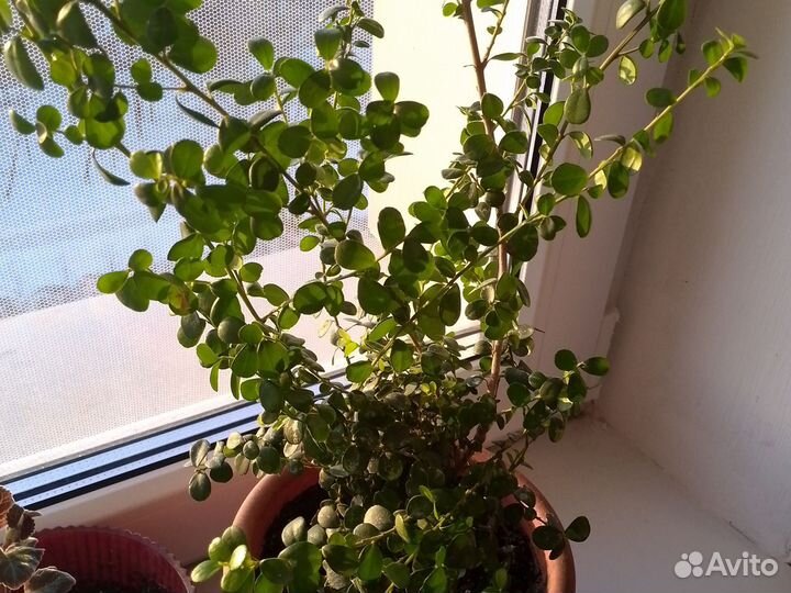 Миртовое дерево