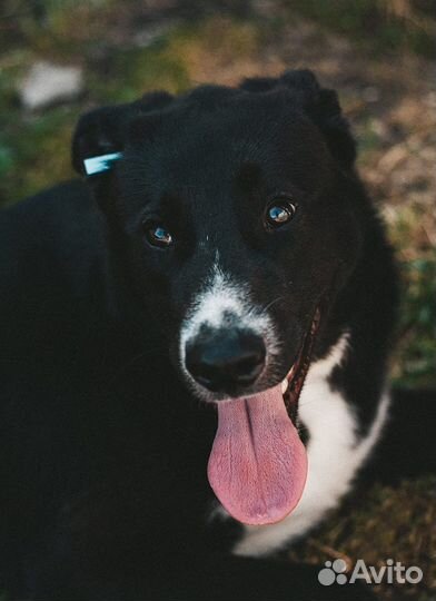Собака в добрые руки отдам бесплатно