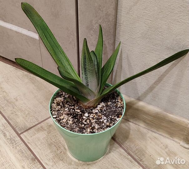 Сансевиерия, гастерия