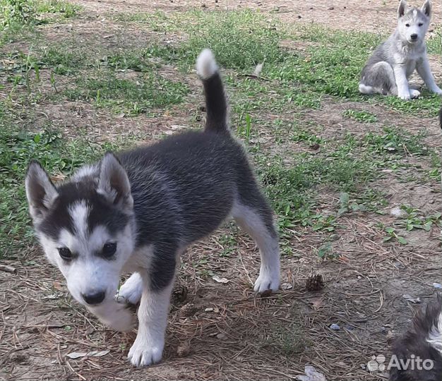 Щенки сибирской хаски