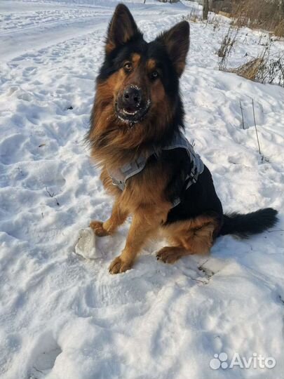 Немецкая овчарка вязка