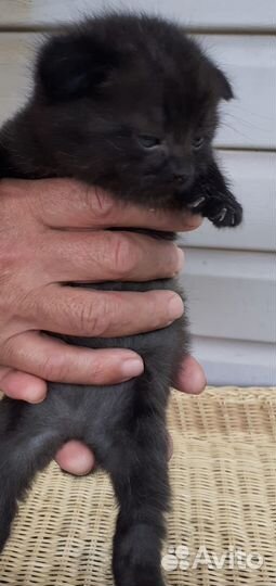 Шотландские вислоухие и прямоухие котята тедди