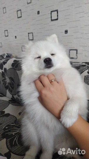 Вязка шпиц