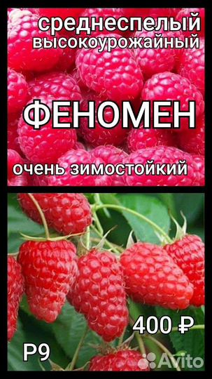 Малина саженцы