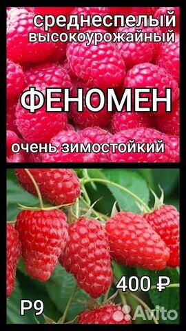 Малина саженцы